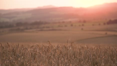 Campos-De-Cultivo-De-Cebada-Al-Atardecer-De-La-Hora-Dorada