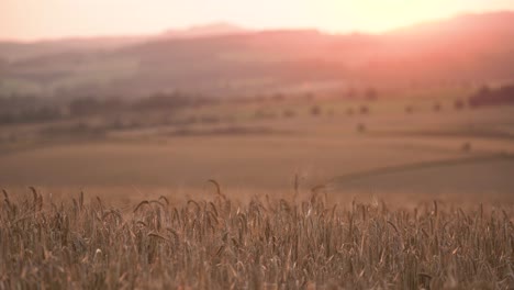 barley crop fields at golden hour sunset