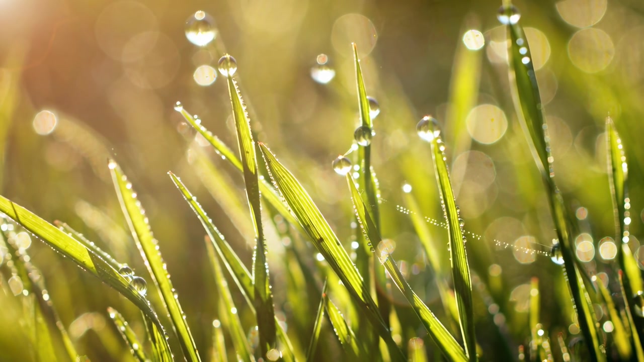 Gotas de orvalho nas folhas de grama verde ao nascer do sol