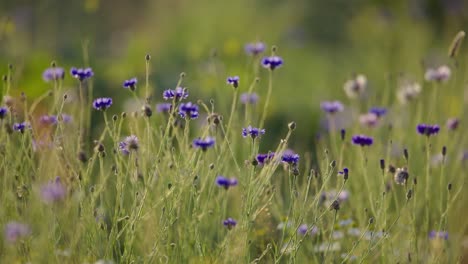 las abejas y las moscas revolotean en cámara lenta alrededor del viento que sopla en pequeñas flores púrpuras, macro