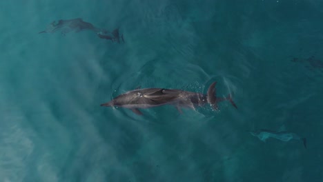 spinner dolphins swimming in the ocean, makua, oahu, hawaii - aerial drone shot