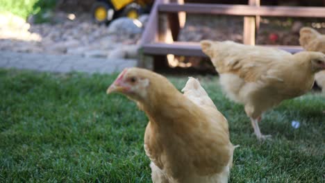 Aquí-Tenemos-Unas-Hermosas-Gallinas-Rojas-Comiendo-Y-Paseando-Por-El-Jardín-Trasero