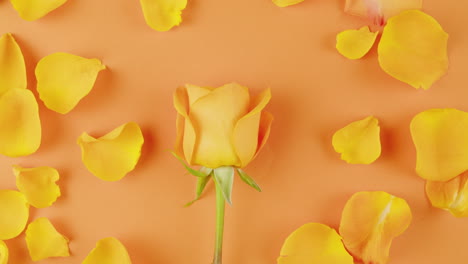 yellow rose and petals on orange background