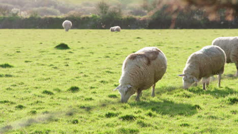 herd of sheep grazing on green grass in the pasture on a warm sunset