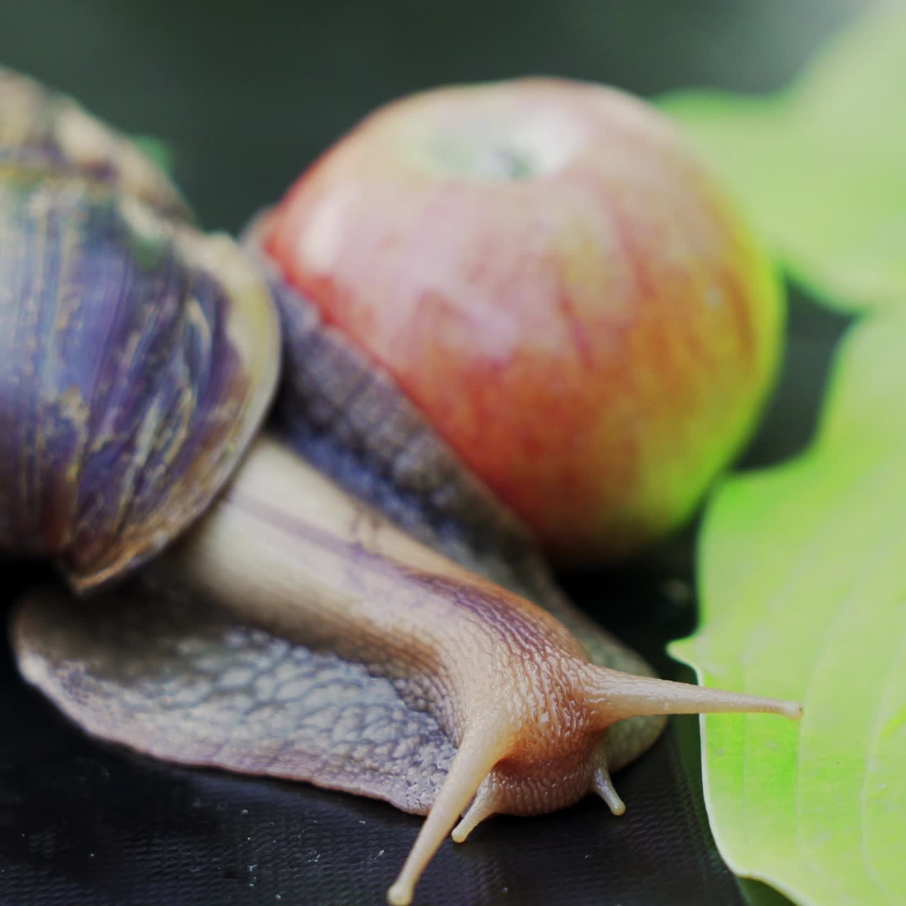 Una grossa lumaca marrone striscia. La lumaca gigante Achatina è il mollusco terrestre più grande della Terra.