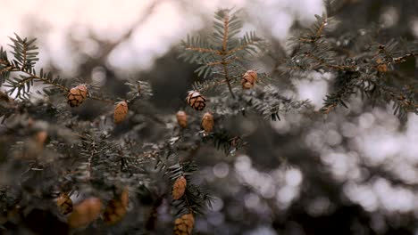 Nahaufnahme-Des-Hemlock-Nadelbaumzweigs-Mit-Kleinen-Tannenzapfen,-Die-Im-Wind-Wehen,-Mit-Kleinen-Regentropfen