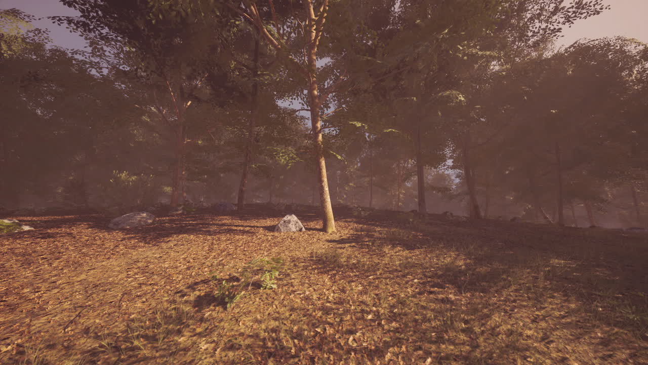 안개 가 가득 한 조용 한 숲길