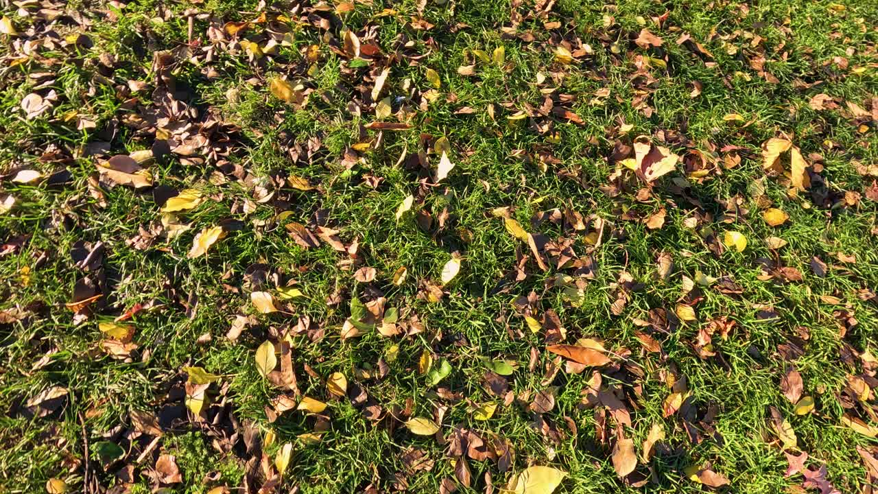 산란한 가을 잎이 있는 풀 위의 발걸음