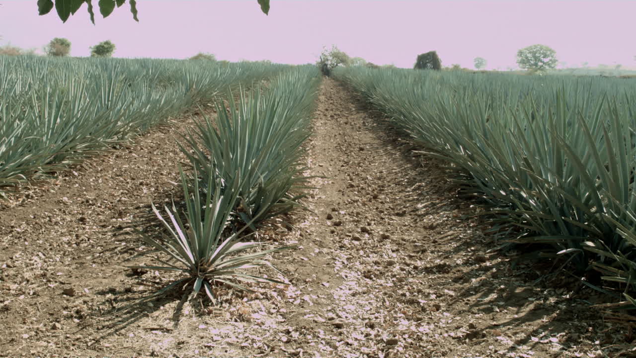 Horse riding in agave fields and between the mountains in the city of Tequila, Jalisco, Mexico.