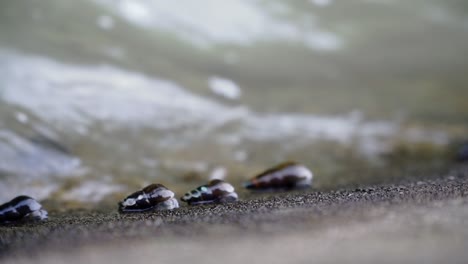 Zeitlupe-Der-Schnecke,-Die-Sich-Am-Flussufer-Bewegt