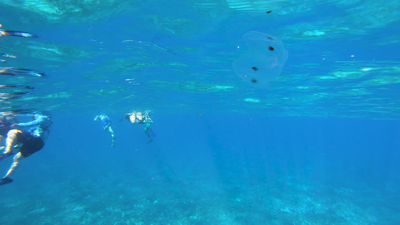 사람들이 스노클링 근처에서 고립된 달 해파리 수영 | 4k의 해안 비디오 배경 근처에서 바다에 고립된 해파리