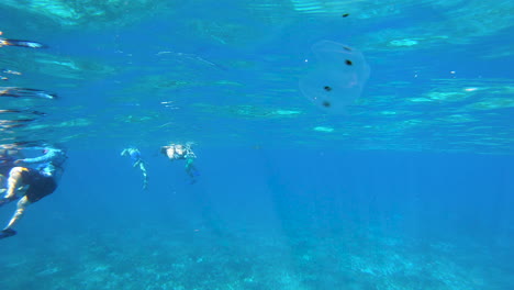 moon jelly fish isolated swims near a people snorkeling | jelly fish isolated in ocean near a shore video background in 4k