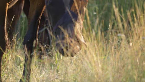 Close-up-of-a-lonely-horse-grazing-on-a-meadow-during-sunset