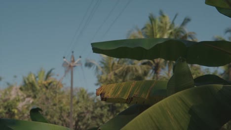 Low-angle-view-of-swaying-leaves-and-palm-trees-near-coast-,-exotic-windy-weather