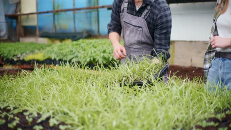 el agricultor discutiendo con el agrónomo en el invernadero