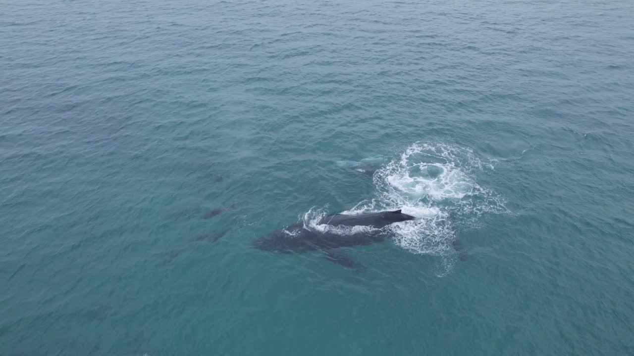 Baby whale jump with her mom behind dolphins in Cabo Pulmo, BCS, Mexico