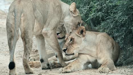 a pride of lions bonding and resting together on the side of the road in the kalahari