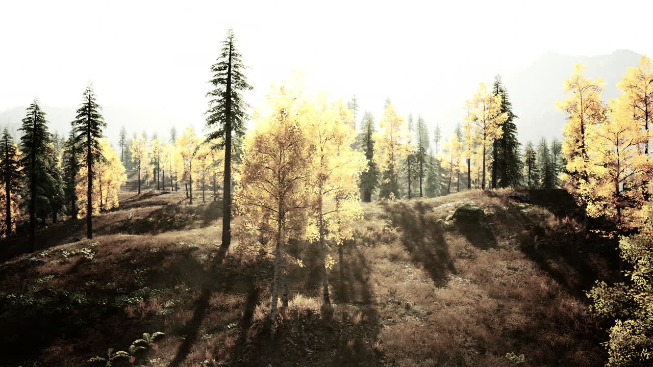 Golden autumn trees illuminated by soft sunlight in a serene forest setting