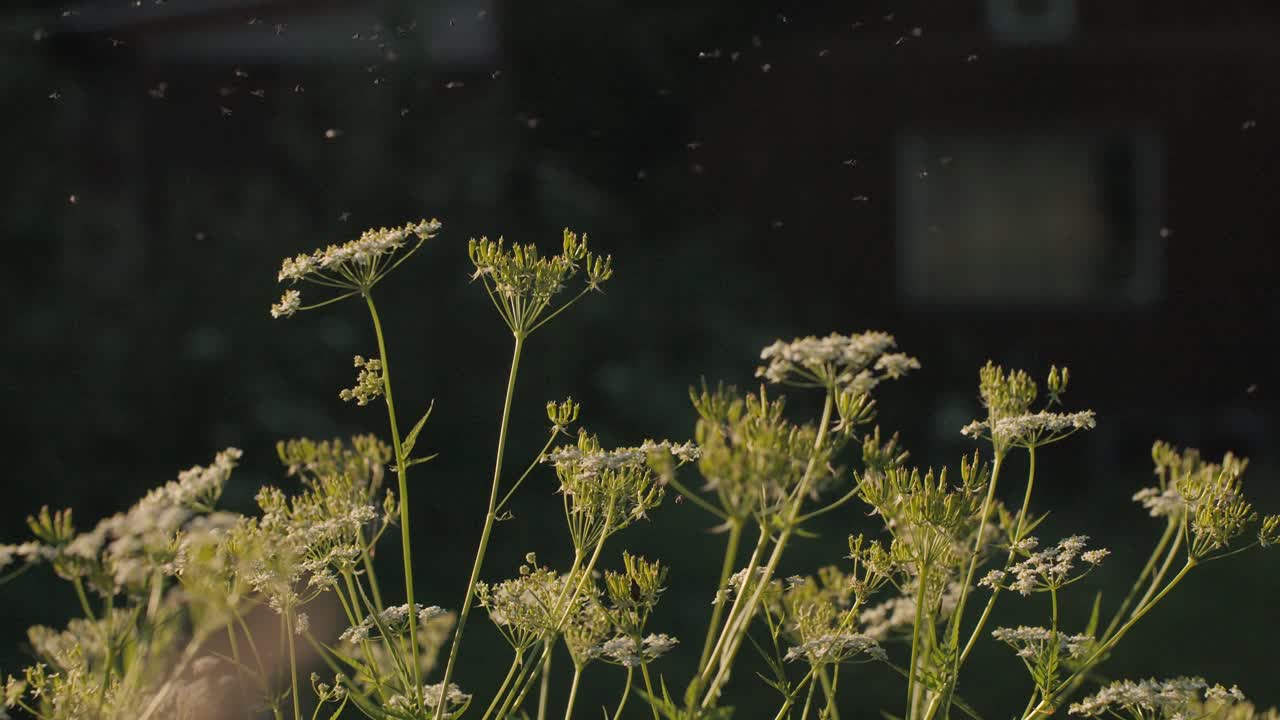 Wildflowers and Flies in the Sunlight