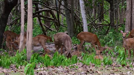 野生のシカは生息地の喪失と狩猟により絶滅危惧種に指定されている