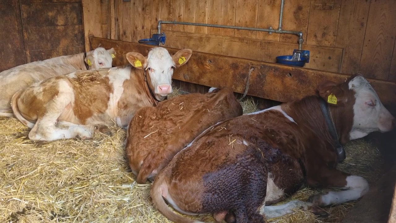 Simmentaler Kälber liegen auf frischem Stroh in einem rustikalen Alpenstall in Lenk, Schweiz, was das ruhige Bauernhofleben, das Jungvieh und den authentischen Charme der Berglandwirtschaft hervorhebt.