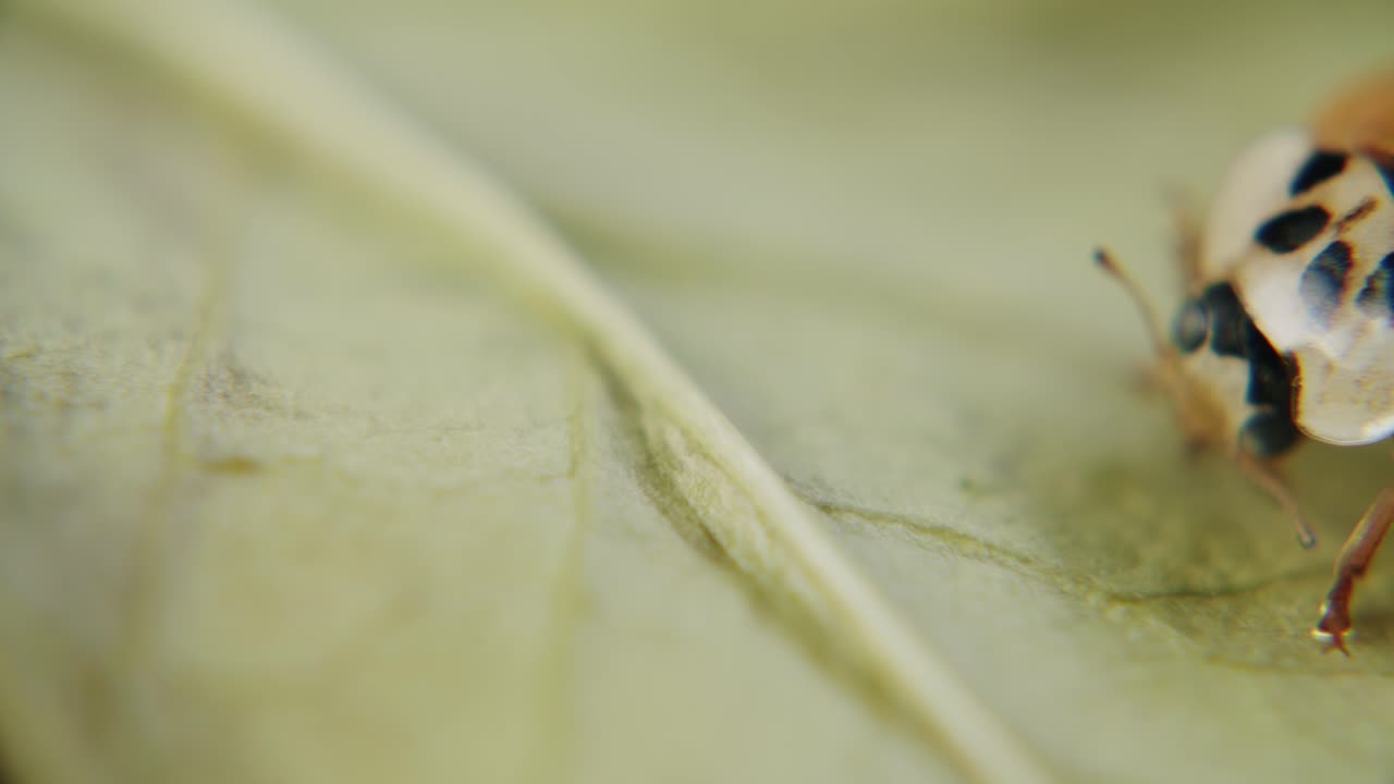 tiro macro de escarabajo sentado en una hoja