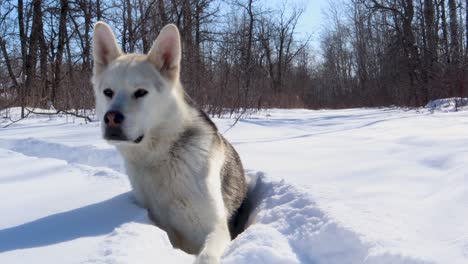 slow panning shot of a husky wolf sitting in the snow