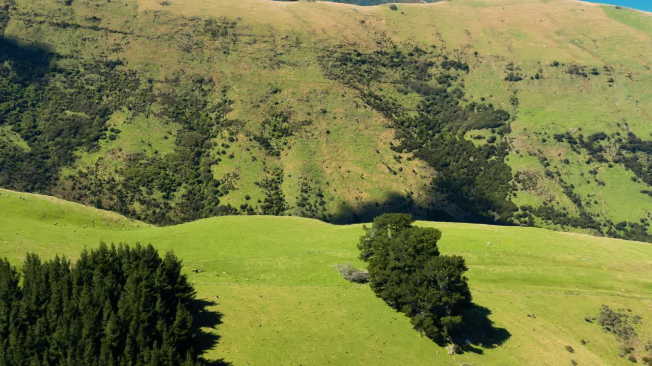 árboles, bali, mar azul, nusa penida, fotografía de drones, viajero, olas rompiendo, toma aérea, fotografía aérea, vida en la isla, asia, playa de drones, activo, de marea, caminata, retrato