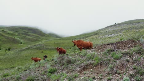 cows grazing in a mountain pasture