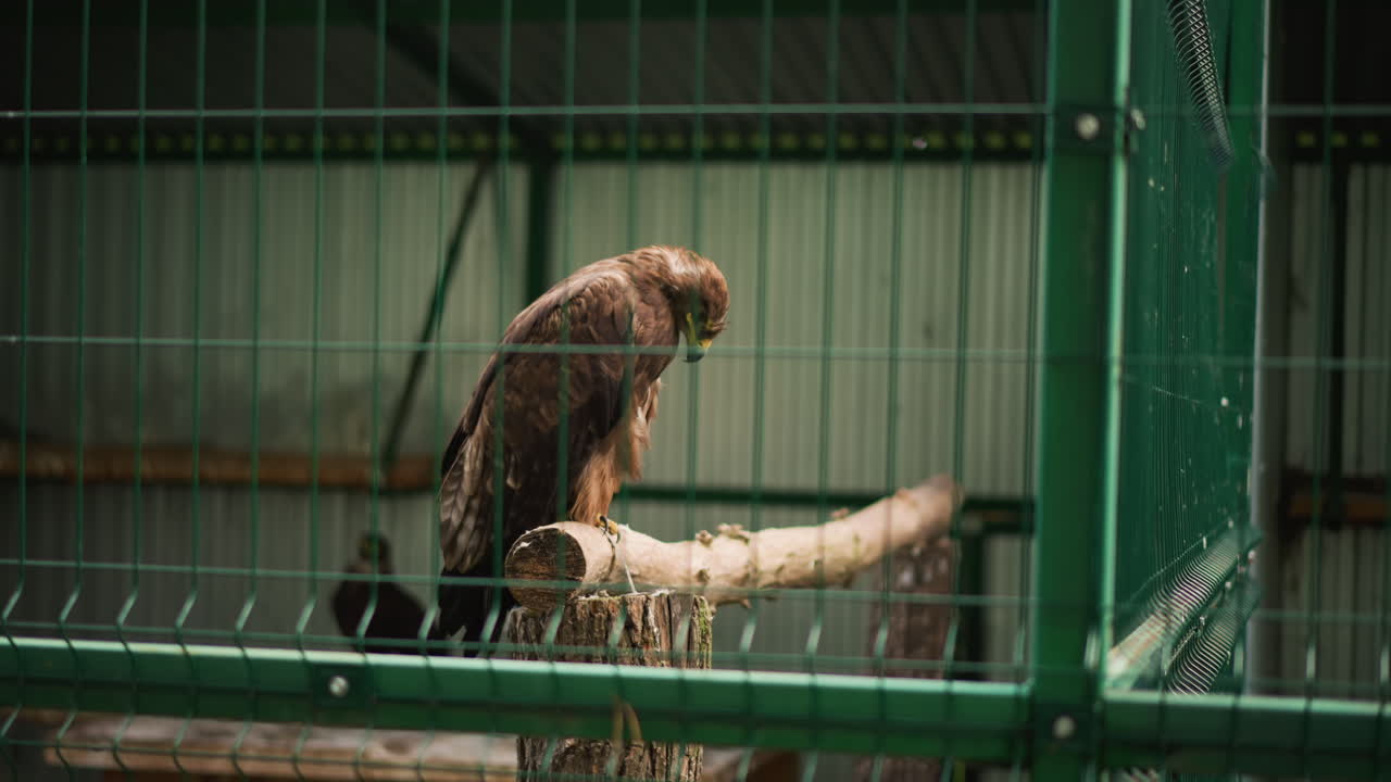 caged brown hawk perched on branch inside green metal enclosure, rain on wire bars, focused profile shot showing feather texture and talons, dim industrial lighting, solitary mood, conservation center
