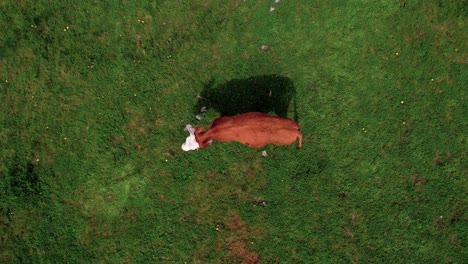 Luftaufnahme-Von-Oben-Nach-Unten,-Herde-Kühe-Auf-Grüner-Weide,-Drohnenaufnahme-Aus-Großer-Höhe