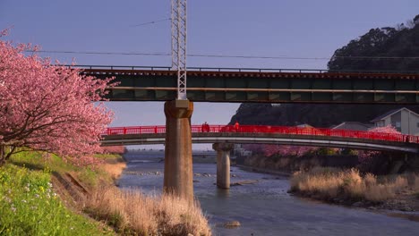 beautiful bridges and cherry blossoms above river in kawazu, japan