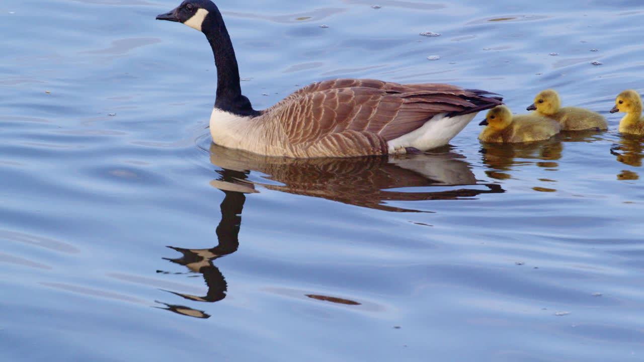 New life begins: Canada goslings experience movement for the first time in slow motion.