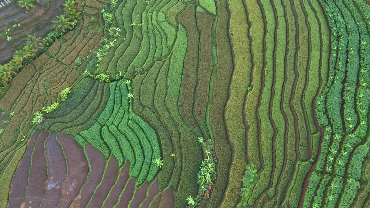 Aerial drone footage showcasing vast green rice fields stretching across the landscape. Neatly arranged paddies create a natural geometric pattern, surrounded by lush vegetation. Serene rural scene.
