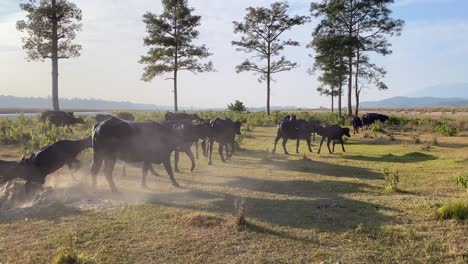 een kudde waterbuffels die uit een rivier komen terwijl ze terugkeren van het grazen in het late middaglicht