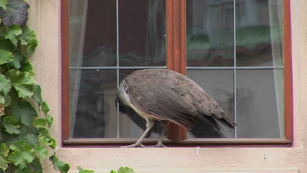 공작새가 집에 들어가려고 창턱에 서 있다