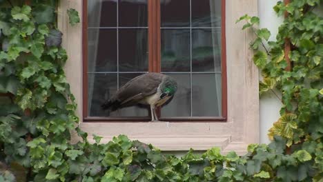 Ein-Pfau-Steht-Auf-Einer-Fensterbank-Und-Versucht-Ins-Haus-Zu-Kommen