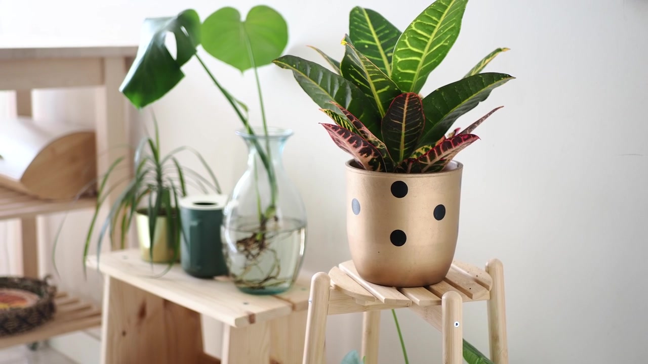 Planta de crotón en maceta sobre un taburete de madera en una habitación luminosa