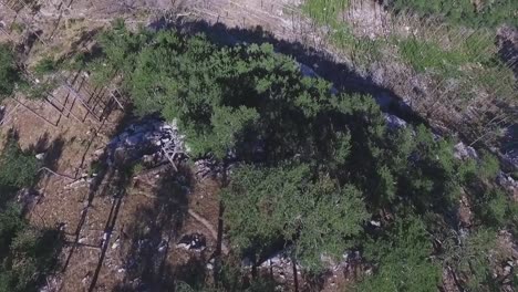 vista aérea del bosque dañado