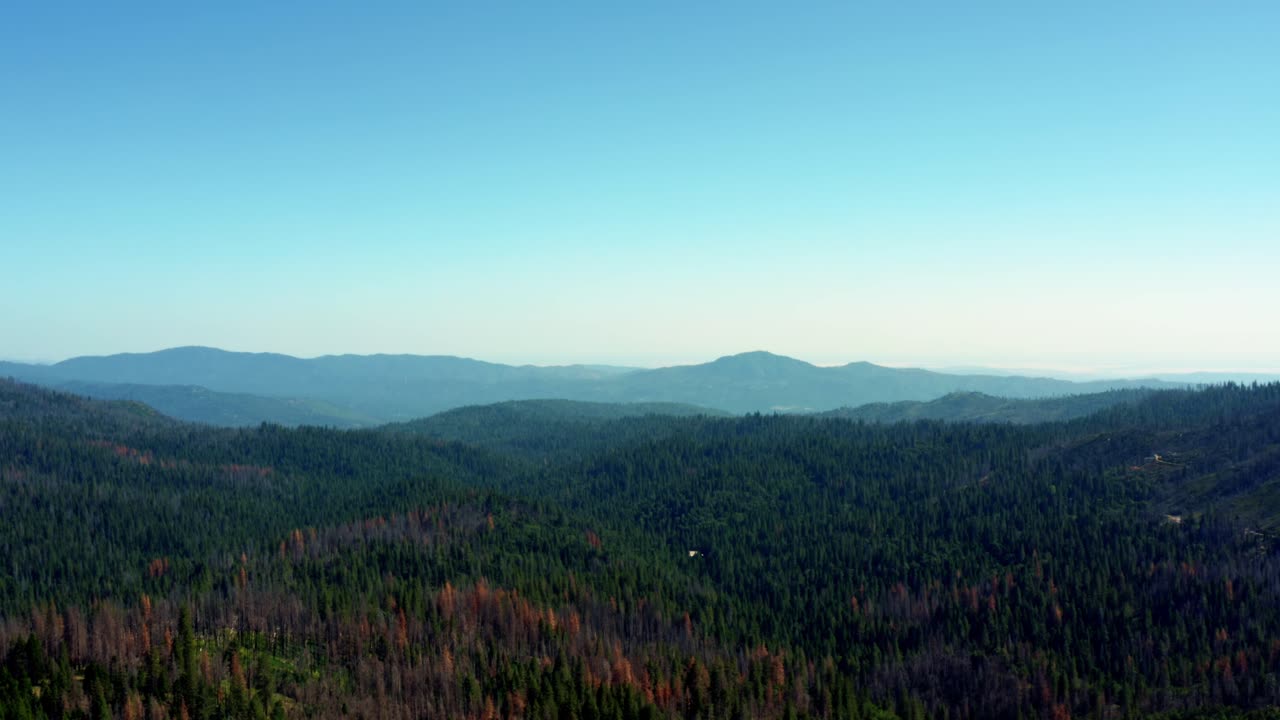 A wide aerial drone shot of a beautiful pine tree forest near Yosemite on a warm summer day in California
