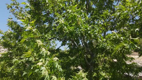 Sycamore-Tree-Rise-Drone-View