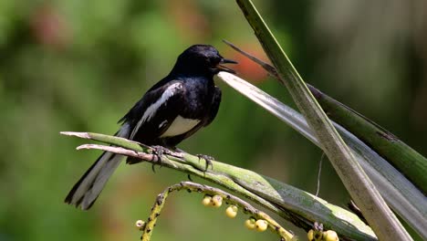 la urraca-robin oriental es un ave paseriforme muy común en tailandia en la que se puede ver en cualquier lugar