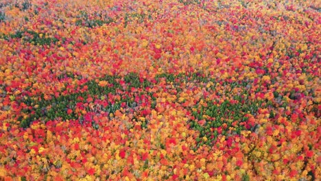 bosque denso vivo en colores otoñales mágicos