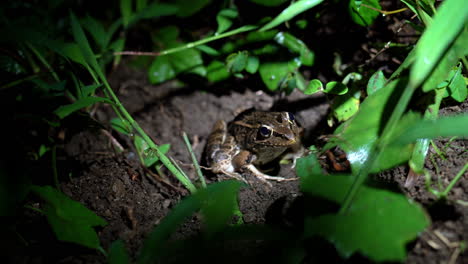 Kleiner-Süßer-Frosch-Im-Dschungel-Regenwald-Von-Costa-Rica,-Tiefe-Natürliche-Vegetation,-Nahaufnahme-Eines-Nachttiers