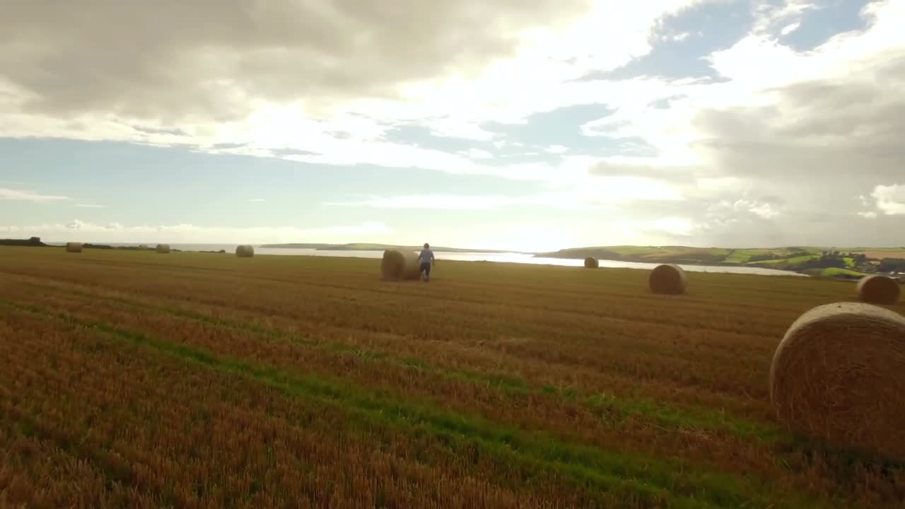 дронные кадры золотых полей