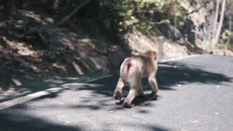 Wildlife-monkey-in-tourist-area-walk-around-and-grabs-food