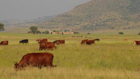 ganado pastando en los campos