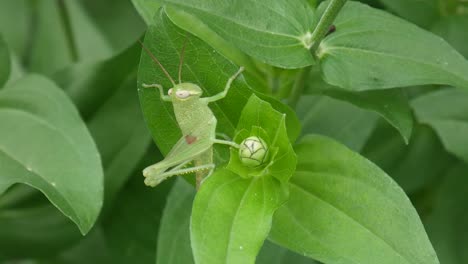 camouflage of grasshopper on green leaf