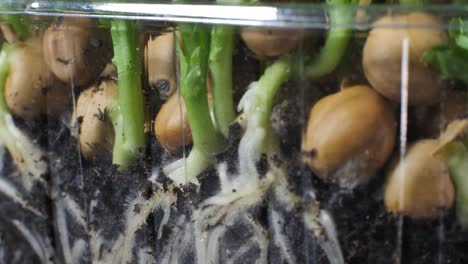 Germination of green peas