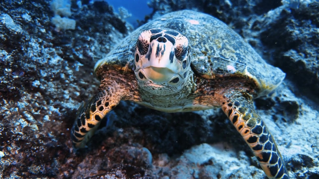 Close-up of a hawksbill sea turtle on a tropical reef in Mauritius. Detailed underwater wildlife footage highlighting marine conservation, biodiversity, and endangered species.